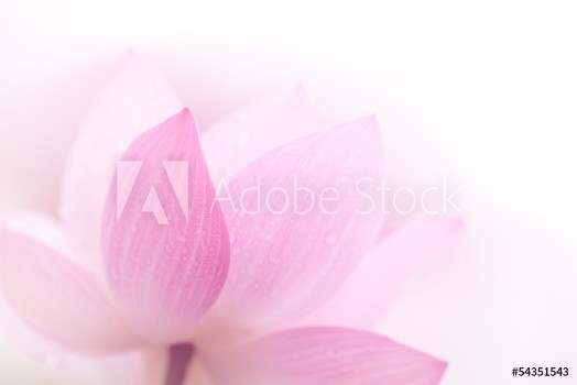 Picture of Closeup on lotus petal